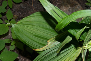 Veratrum viride (false hellebore, green false hellebore, Indian poke, American hellebore)