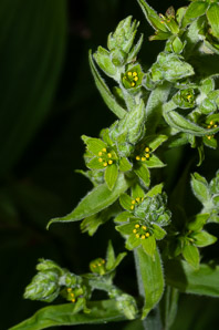 Veratrum viride (false hellebore, green false hellebore, Indian poke, American hellebore)
