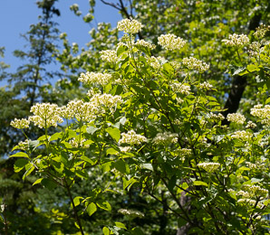 Viburnum dentatum (arrowwood, southern arrowwood)