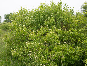 Viburnum dentatum (arrowwood, southern arrowwood)
