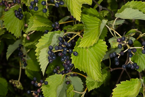 Viburnum dentatum (arrowwood, southern arrowwood)