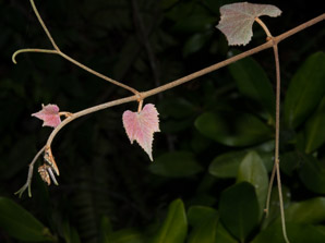 Vitis aestivalis (summer grape, grape)