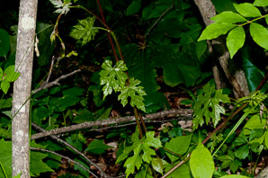 Vitis aestivalis (summer grape, grape)