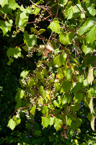 Vitis riparia (riverbank grape)