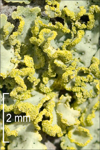 Vulpicida pinastri (powdered sunshine lichen)