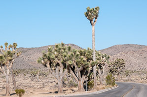 Yucca brevifolia (Joshua tree)