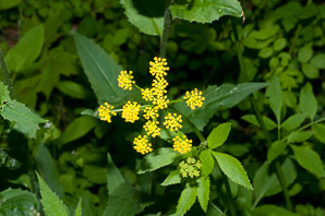 Zizia aurea (golden zizia, golden Alexander, golden Alexanders)