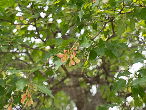 Acer tataricum (Amur maple, Tatarian maple)