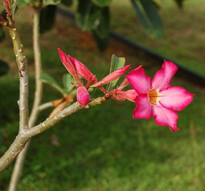 Adenium obesum (desert rose, sabi star, kudu, mock azalea, impala lily, desert-rose)