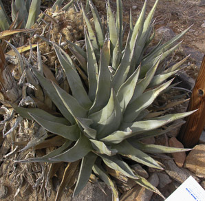 Agave deserti (desert agave, mescal)