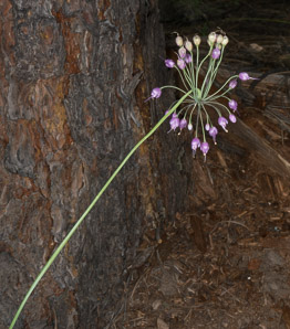 Allium cernuum (nodding onion)