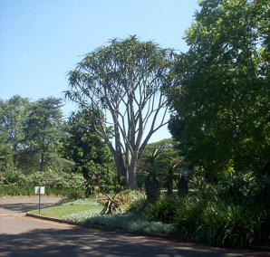 Aloe barberae (large tree aloe)