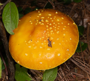 Amanita muscaria (American yellow fly agaric)