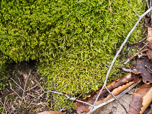 Anomodon attenuatus (tree-skirt moss, poodle moss, anomodon moss)