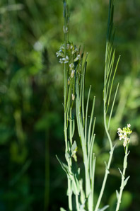 Arabis glabra (tower mustard, tower rockcress)