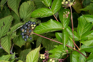 Aralia hispida (bristly sarsaparilla)