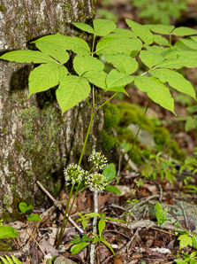 Aralia nudicaulis (wild sarsaparilla)