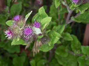 Arctium minus (burdock, common burdock, lesser burdock)