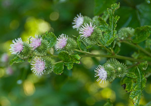 Arctium minus (burdock, common burdock, lesser burdock)