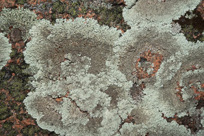 Arctoparmelia centrifuga (target lichen, arctoparmelia lichen)