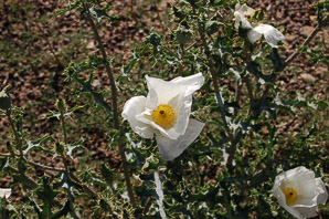 Argemone albiflora (white prickly poppy, bluestem pricklypoppy)