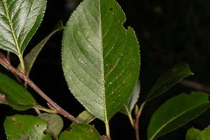 Aronia melanocarpa (black chokeberry)
