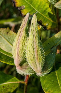 Asclepias syriaca (common milkweed, milkweed)