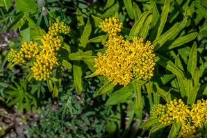 Asclepias tuberosa (butterfly milkweed, butterflyweed, orange milkweed, pleurisy root)