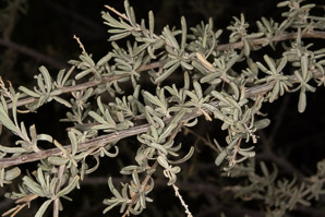 Atriplex canescens (fourwing saltbush, four-winged saltbush, chamiso, chamiza, four-wing saltbush)