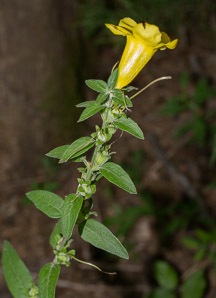 Aureolaria flava (smooth false foxglove, smooth yellow false foxglove)