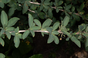 Berberis koreana (Korean barberry)