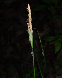 Carex stricta (tussock sedge, upright sedge)