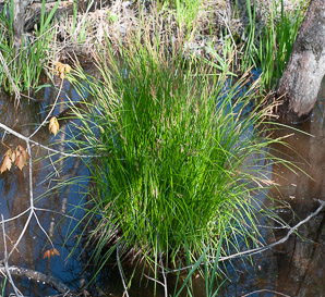 Carex stricta (tussock sedge, upright sedge)