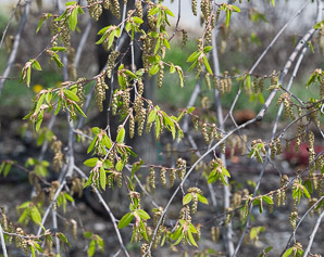 Carpinus betulus (weeping european hornbeam)