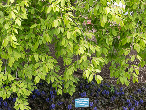 Carpinus betulus (weeping european hornbeam)