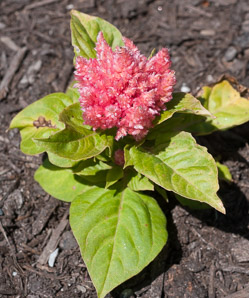 Celosia L. (cockscomb, cock’s comb)