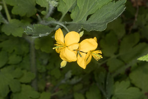 Chelidonium majus (greater celandine, celandine)