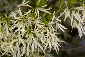 Chionanthus retusus (Chinese fringe tree)