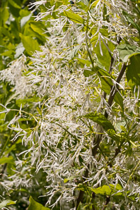 Chionanthus retusus (Chinese fringe tree)