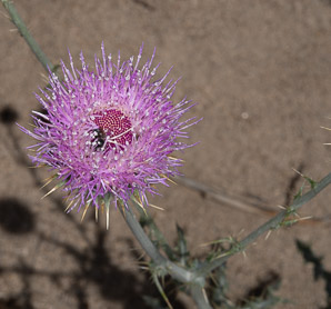 Cirsium neomexicanum (desert thistle, New Mexico thistle, powderpuff thistle, lavender thistle, Foss thistle)