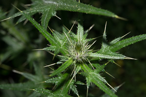 Cirsium vulgare (bull thistle)