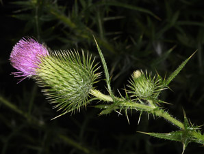 Cirsium vulgare (bull thistle)