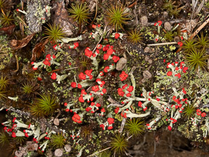 Cladonia cristatella (British soldiers, cup lichen, British soldier lichen)