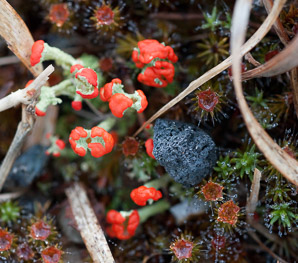 Cladonia cristatella (British soldiers, cup lichen, British soldier lichen)