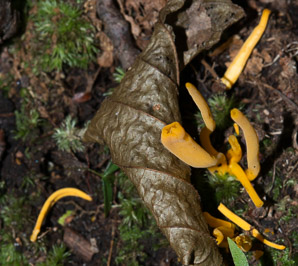 Clavulinopsis laeticolor (golden fairy club)