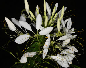 Cleome hassleriana (spider flower, spider plant, pink queen)