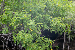 Cordia lutea (yellow cordia, muyoyo)