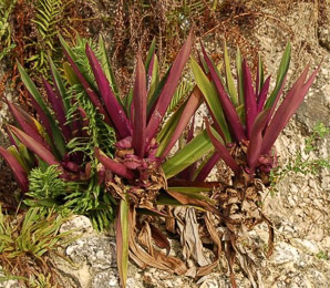 Cordyline fruticosa (ti plant, kī, lā‘ī, tiplant)