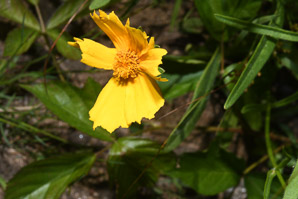 Coreopsis lanceolata (lanceleaf tickseed, lance-leaved tickseed)