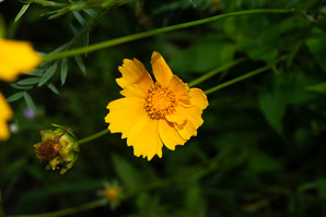 Coreopsis lanceolata (lanceleaf tickseed, lance-leaved tickseed)